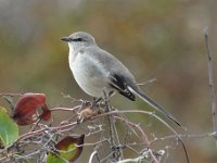 BackYardBirds