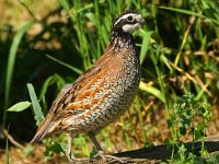 Bobwhite