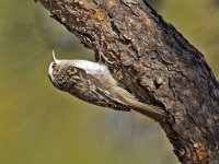 Brown Creeper