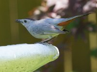 Catbird