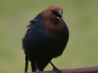 Cowbird