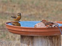 Crossbill