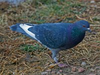 Doves Pigeons