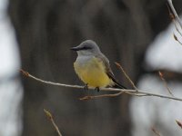 Flycatcher Kingbird