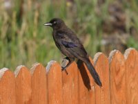 Grackle