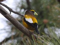 Grosbeak