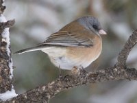 Junco