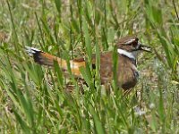 Killdeer