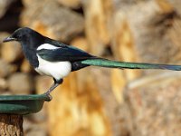 Magpie