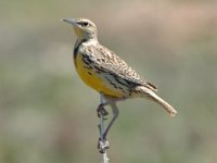 Meadowlark