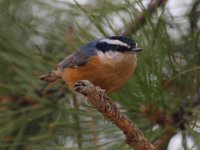 Nuthatch