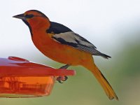 Oriole