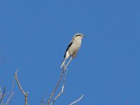 Shrike