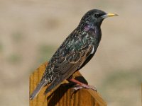 Starling