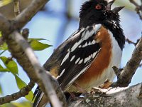 Towhee