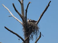 Osprey