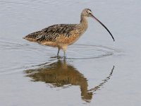 Boca Chica Wildlife Reserve CA