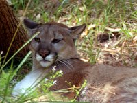 Florida Panther FL