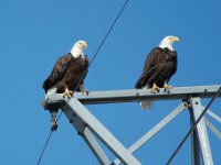 Rocky Mountain Arsenal CO